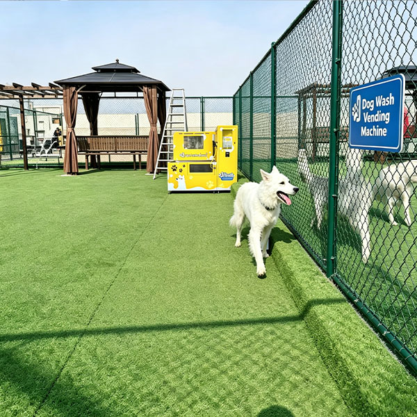 Dog Daycare